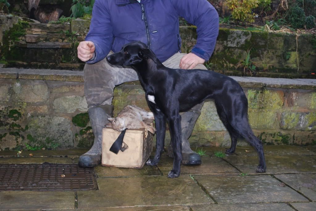 Kelpe Lurchers Lurchers & Running Dogs The Hunting Life